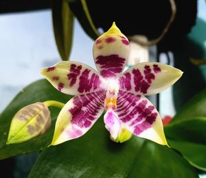 Phalaenopsis CTL Ambo Tetralacea-Germaine Vincent