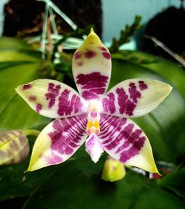 <i>Phalaenopsis</i> Miki Rose Vincent
