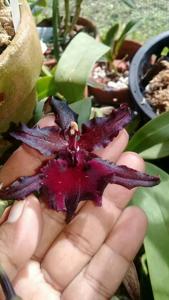 Oncostele Midnight Miracles