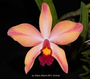 <i>Cattleya</i> A Miracle Everyday