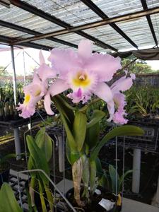 Rhyncholaeliocattleya Shiang-Chuen Venus