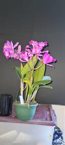 Cattleya Margaret Degenhardt