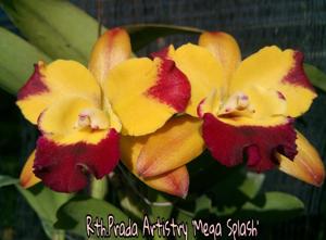 Rhyncattleanthe Prada Artistry