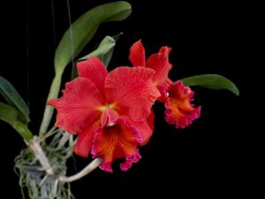 Rhyncholaeliocattleya Suriyon Sunset