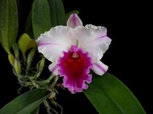 <i>Rhyncholaeliocattleya</i> Ewart McDonald-Mahina Yahiro