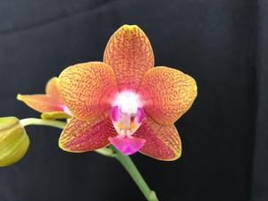<i>Phalaenopsis</i> Art Shades