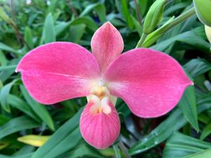 Phragmipedium Vingtaine du Roquier