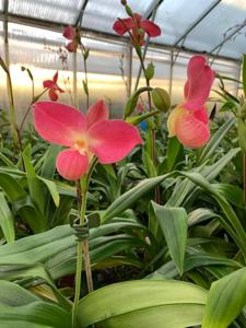 Phragmipedium Vingtaine du Roquier