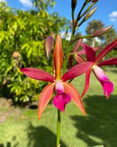Brassocattleya Ancile Gloudon