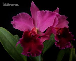 Cattlianthe Graf's Alfa