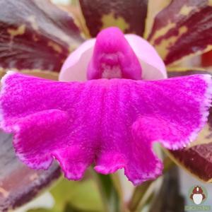 Cattleya Tripp Johnston