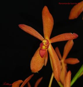 <i>Renantanda</i> Sunrise