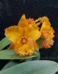 Rhyncholaeliocattleya Shinfong Luohyang