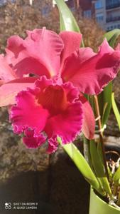 Cattleya Pumpkin Festival