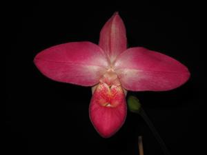 <i>Phragmipedium</i> Glen Decker