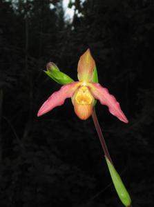 <i>Phragmipedium</i> Whirligig