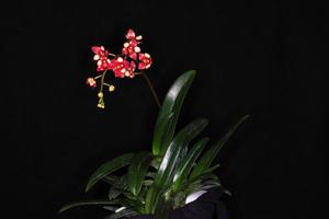 Plectochilus Judith-Harlequin