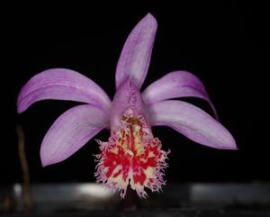 Pleione Rakata