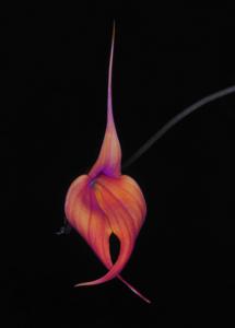 Masdevallia Falcata
