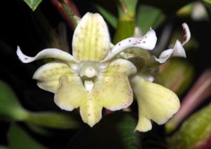 <i>Dendrobium</i> Micro Chip
