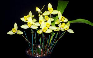 Lycaste Sulphurea