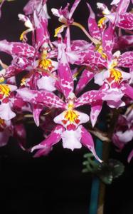 Oncidium Widecombe Fair