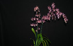 Oncidium Widecombe Fair