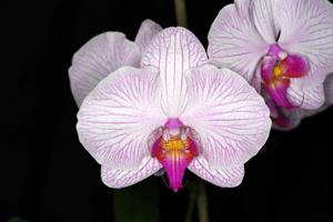 Phalaenopsis Märchenfee