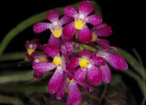 Malcolmcampbellara Emarcy Magenta