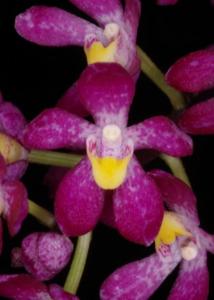 <i>Malcolmcampbellara</i> Emarcy Magenta