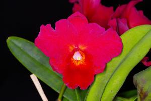 <i>Rhyncholaeliocattleya</i> Michael Tomihama