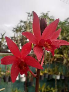 <i>Laeliocatanthe</i> Mem. Quain-Tong Cheung