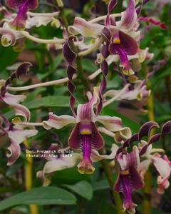 Dendrobium Frederick Chiluba