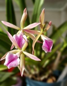 Encyvola Jairak Treasure