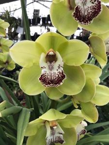 <i>Cymbidium</i> Kimberley Tower