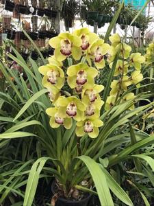 Cymbidium Kimberley Tower