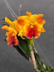 Rhyncholaeliocattleya Miss Thailand