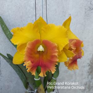 Rhyncholaeliocattleya Grand Korakot