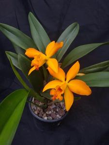 Rhyncattleanthe Samba Tangerine