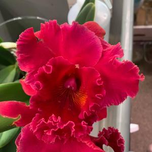 Rhyncholaeliocattleya Volcano Lovely