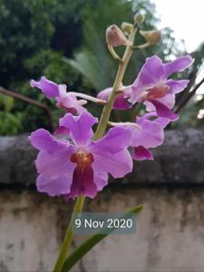 <i>Arguellesara</i> LeBeau Blue-teres