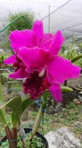 Calanthe Lucky Strike