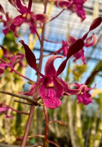 Dendrobium Kuranda Twist