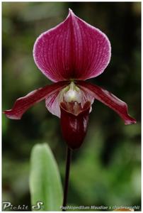 <i>Paphiopedilum</i> Schaetzchen