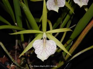 <i>Brassocattleya</i> Green Bird