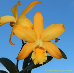 Rhyncattleanthe Golden Chieftain