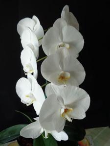 Phalaenopsis Formosa Snow