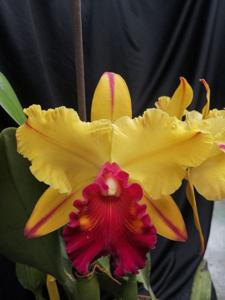 Rhyncholaeliocattleya Toshie Aoki