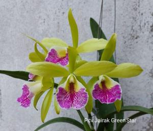 Procatavola Jairak Green Star