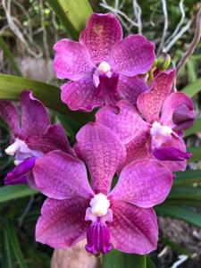 Vanda Memoria Louis Hatos